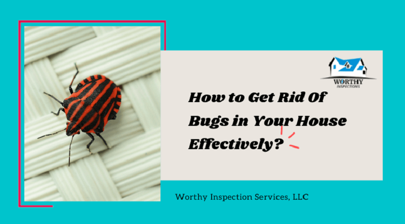  5 Tips to Protect Your Home from Bugs