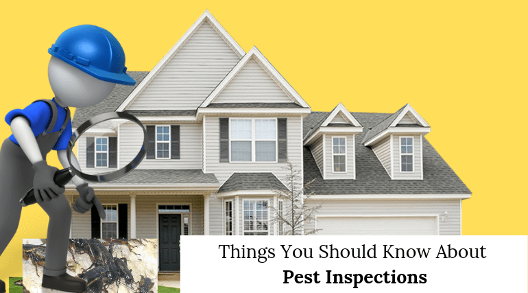 Things You Should Know About Pest Inspections