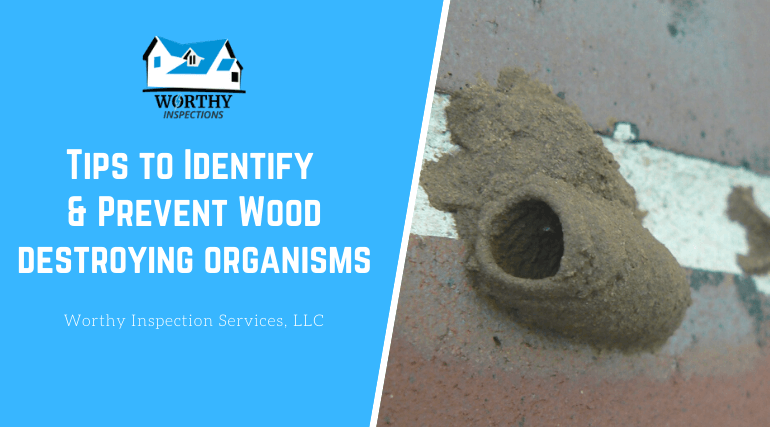 Tips to Identify & Prevent Wood Destroying Organisms