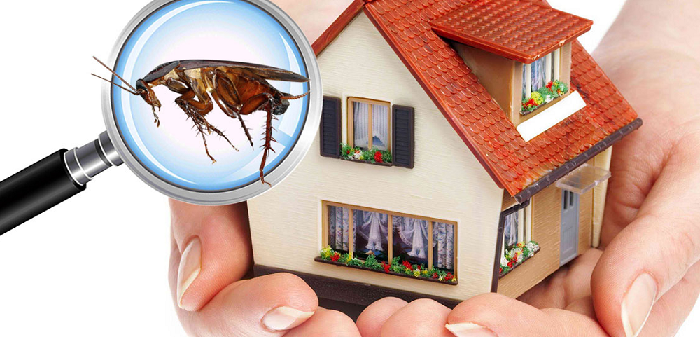 Why Structural Pest Inspection Is Important for Your Home?