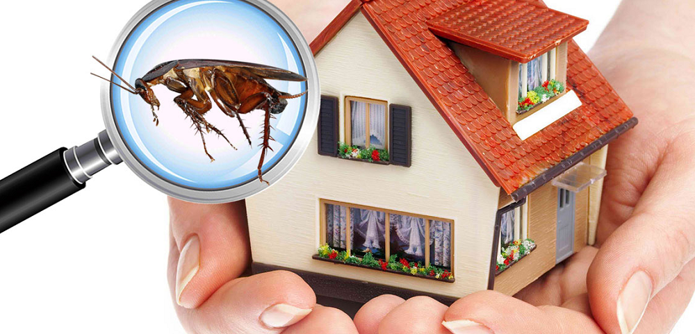 Why Structural Pest Inspection Is